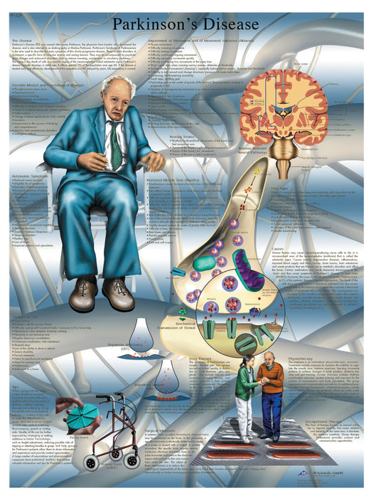 Anatomical Chart - Laminated