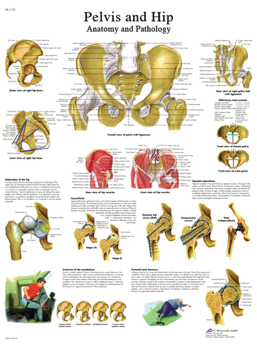 Anatomical Chart - Laminated