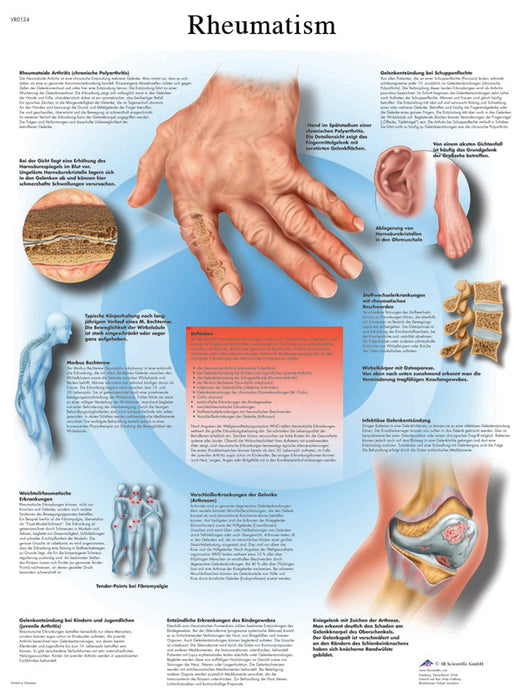 Anatomical Chart - Laminated