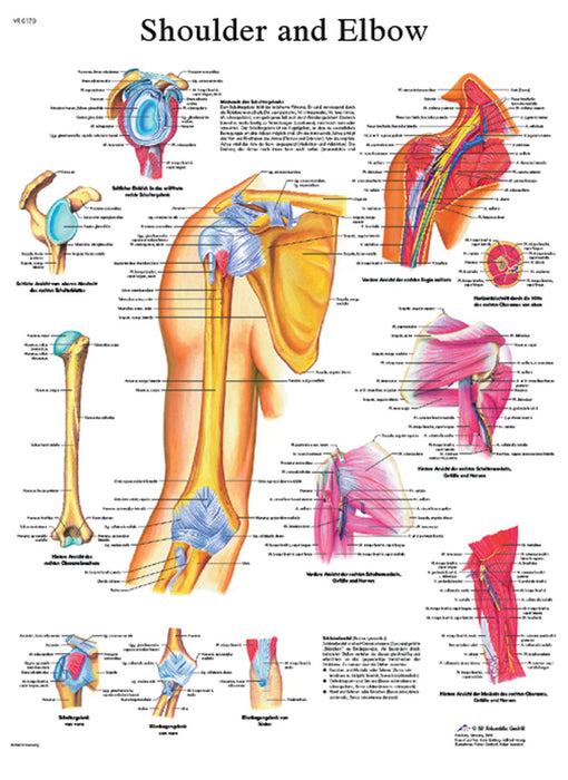 Anatomical Chart - Laminated