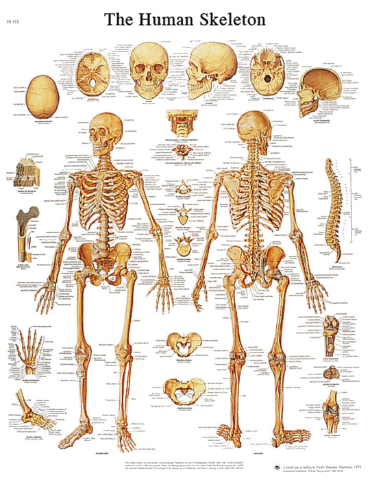 Anatomical Chart - Laminated