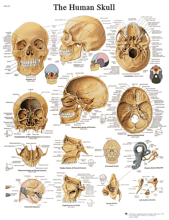 Anatomical Chart - Laminated