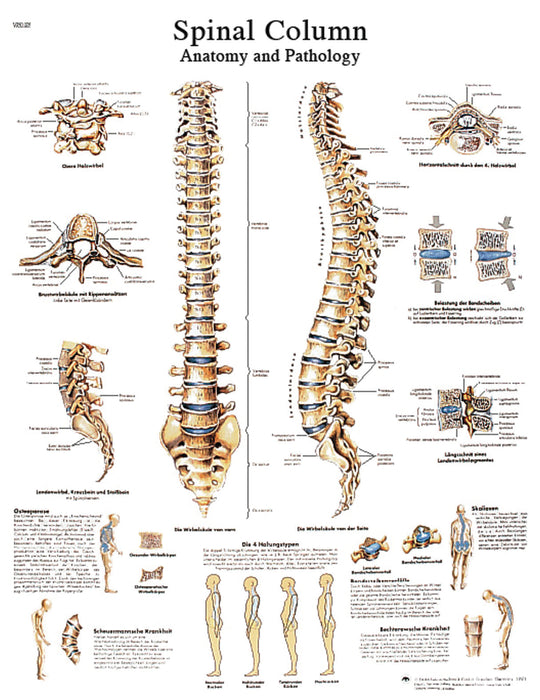 Anatomical Chart - Laminated