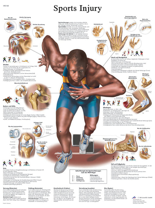 Anatomical Chart - Laminated