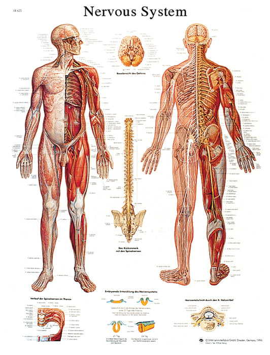 Anatomical Chart - Laminated