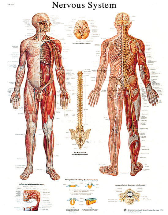 Anatomical Chart - Sticky-Back