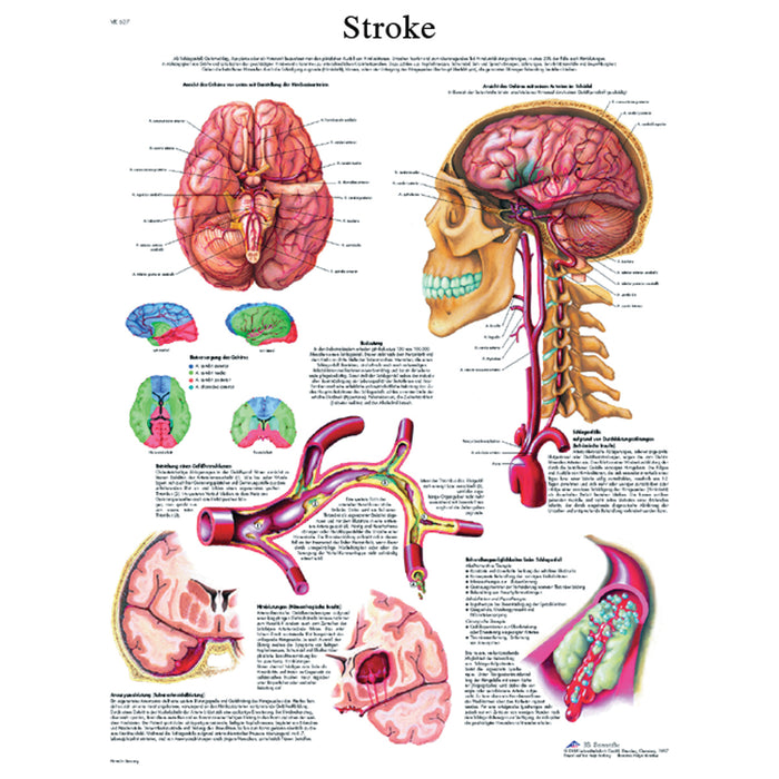 Anatomical Chart - Laminated