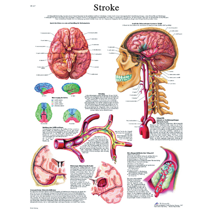 Anatomical Chart - Paper