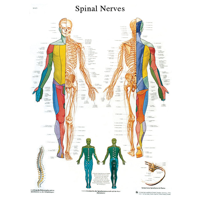 Anatomical Chart - Laminated