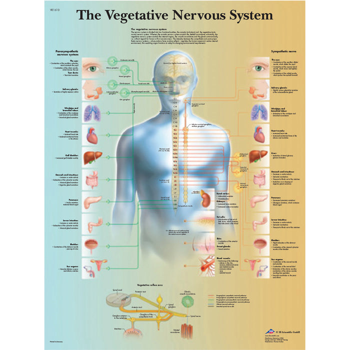 Anatomical Chart - Laminated