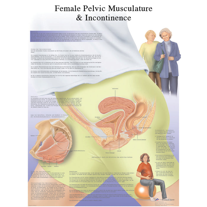 Anatomical Chart - Laminated