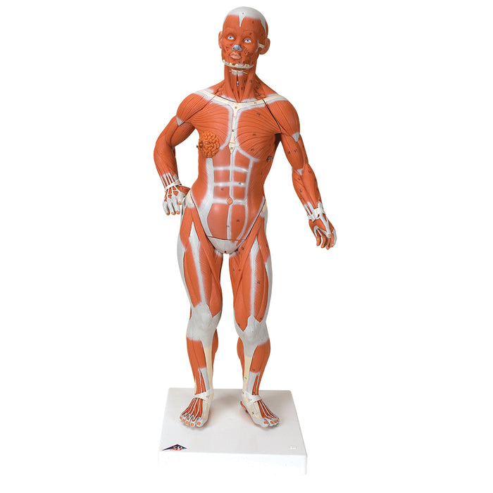 3B Scientific Anatomical Model - 1/3 Life-Size Muscle Figure, 2-part