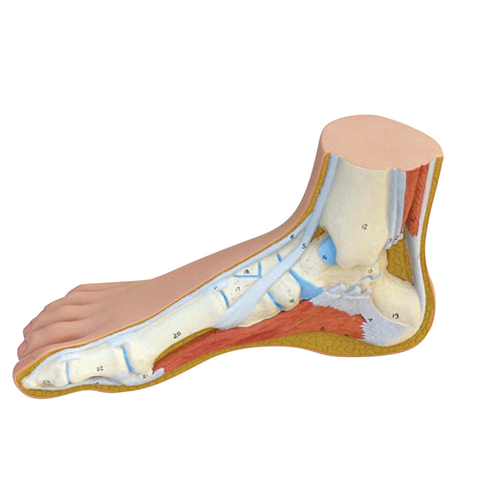 3B Scientific Anatomical Model - Foot models