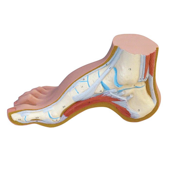 3B Scientific Anatomical Model - Foot models