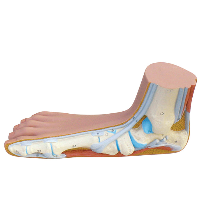 3B Scientific Anatomical Model - Foot models